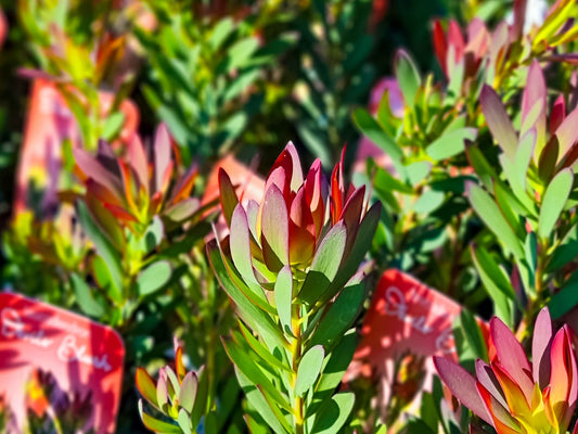 Leucadendron salignum Devils Blush LeusalDB Conebush 140mm