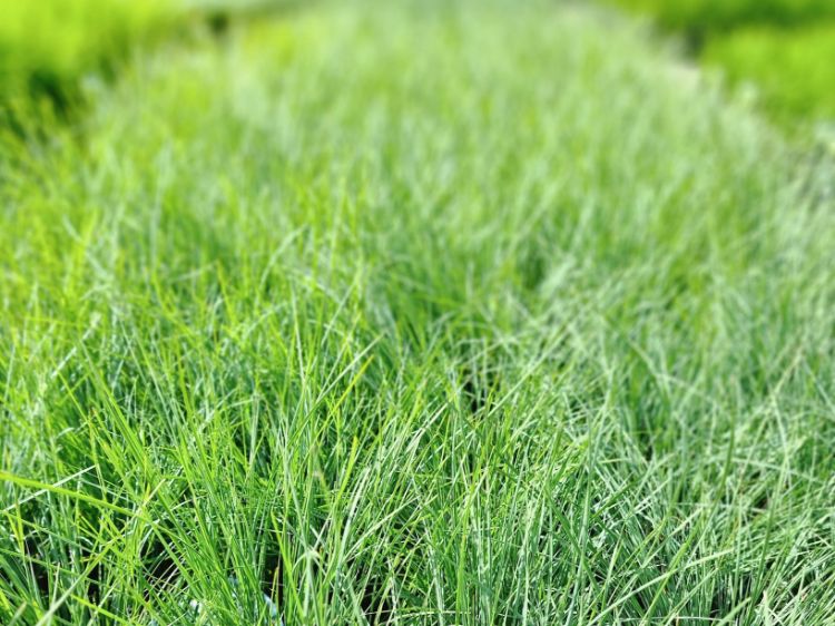 Lomandra confertifolia rubiginosa Frosty Tops PBR LomcrFT Mat Rush, LCS1 140mm
