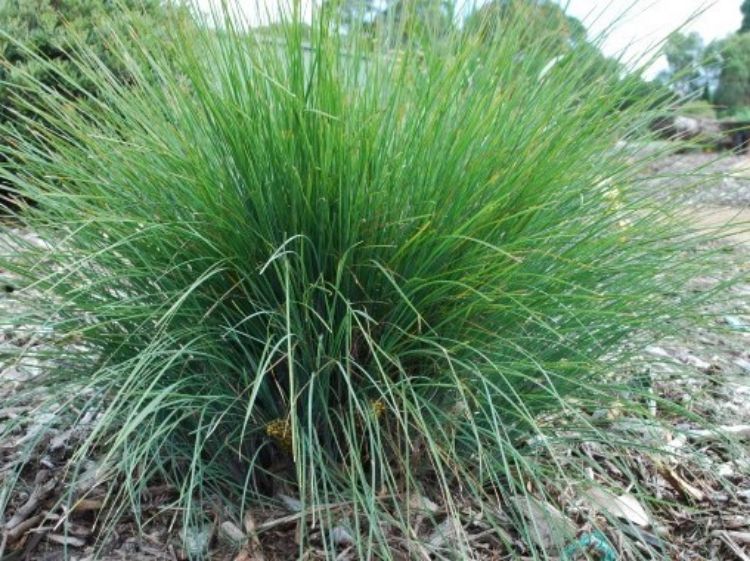 Lomandra confertifolia rubiginosa Frosty Tops PBR LomcrFT Mat Rush, LCS1 140mm