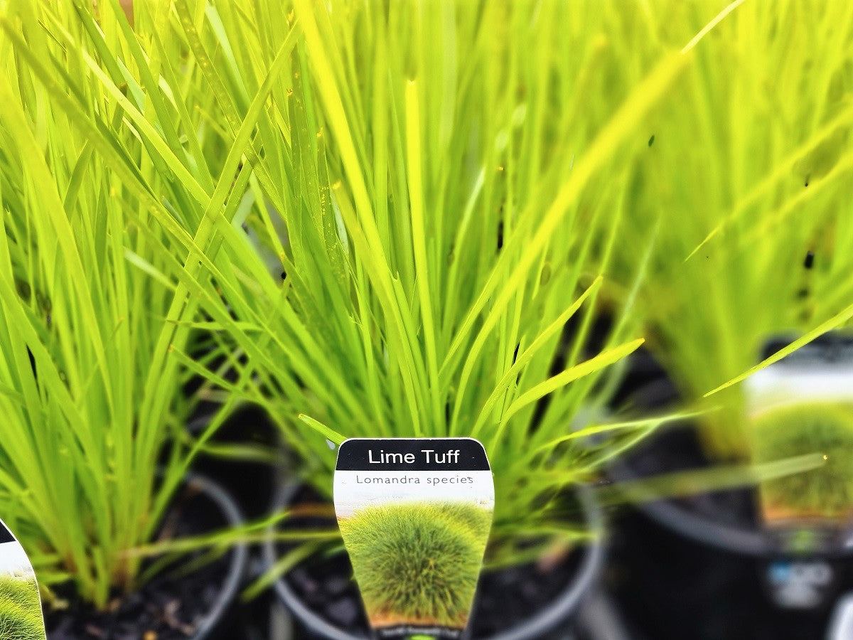 Lomandra longifolia confertifolia Lime Tuff LomlcLT Spiny Head Mat Rush, Basket Grass 140mm