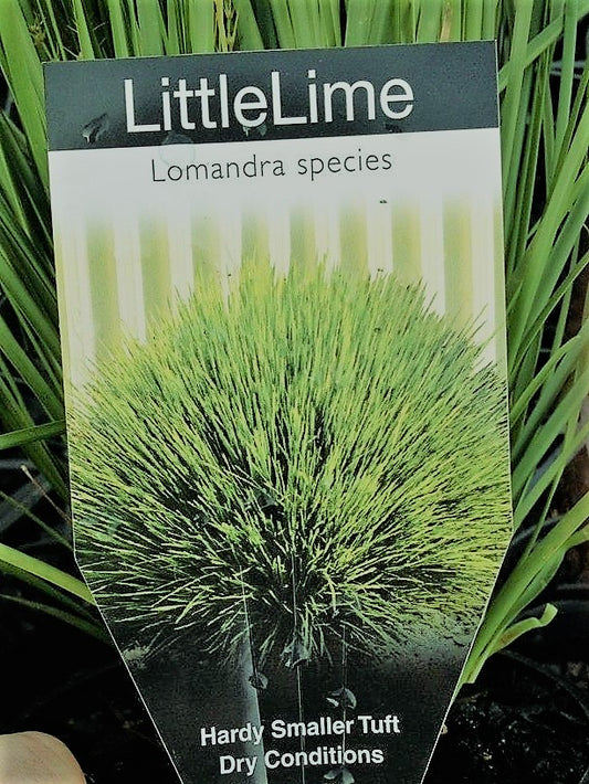 Lomandra longifolia confertifolia Little Lime LomlcLL Spiny Head Mat Rush, Basket Grass 140mm