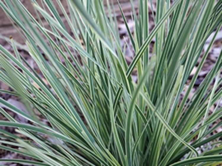 Lomandra longifolia White Sands LomlonWS Spiny Head Mat Rush, Basket Grass 140mm