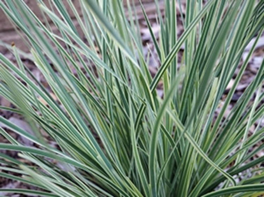 Lomandra longifolia White Sands LomlonWS Spiny Head Mat Rush, Basket Grass 140mm