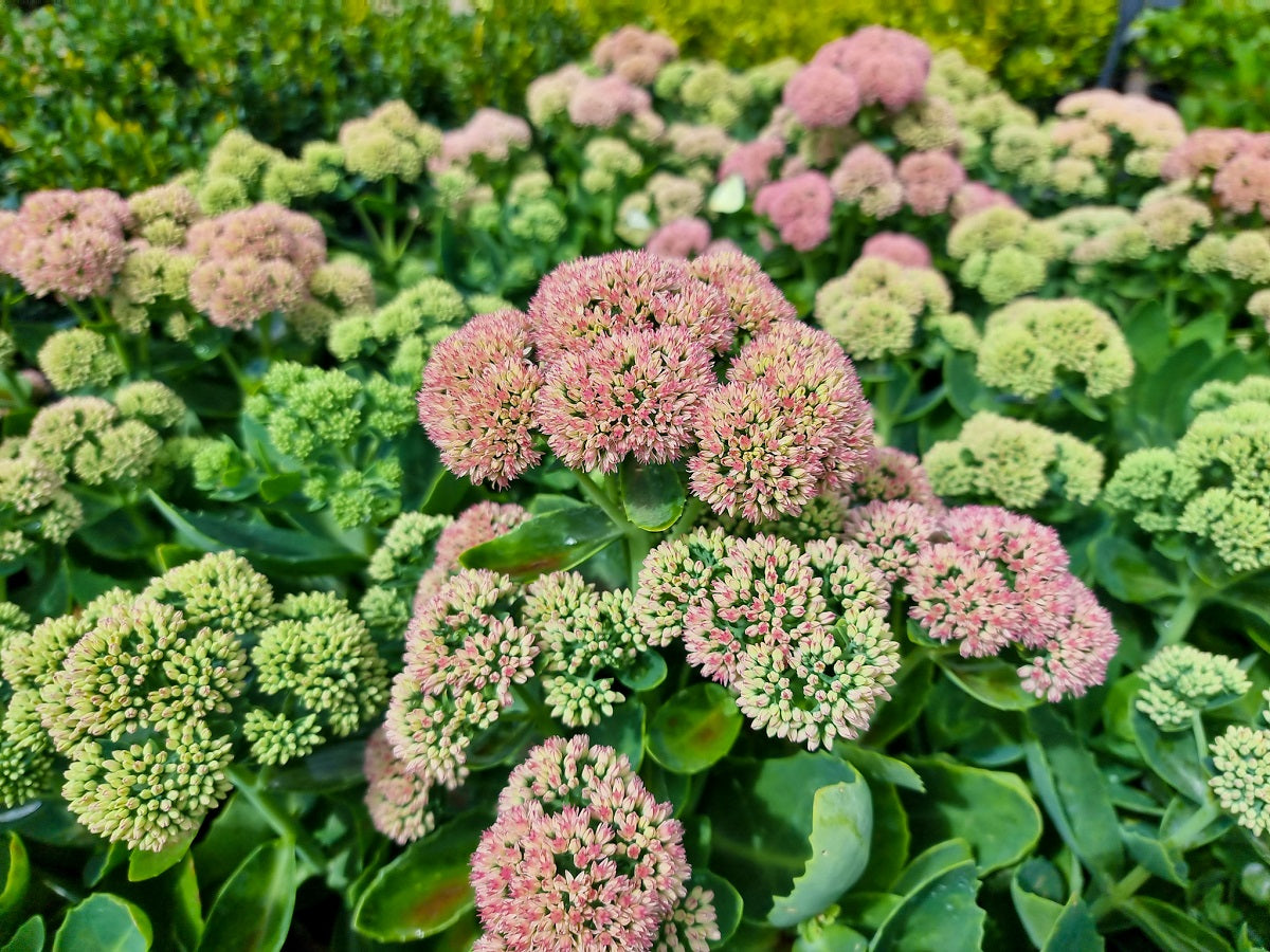 succulent sedum plant Sedum spectabile Autumn Joy SedspeAJ Showy Stonecrop, Ice Plant, Butte – awesomeplants