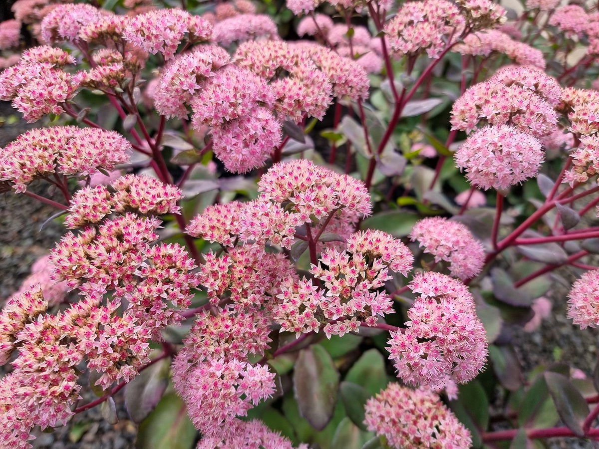 Sedum telephium Matrona SedtelMat Orpine, Stonecrop, Succulent 140mm