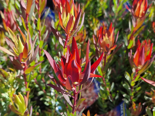 Leucadendron salignum Jack Harre LeusalJH Conebush 140mm