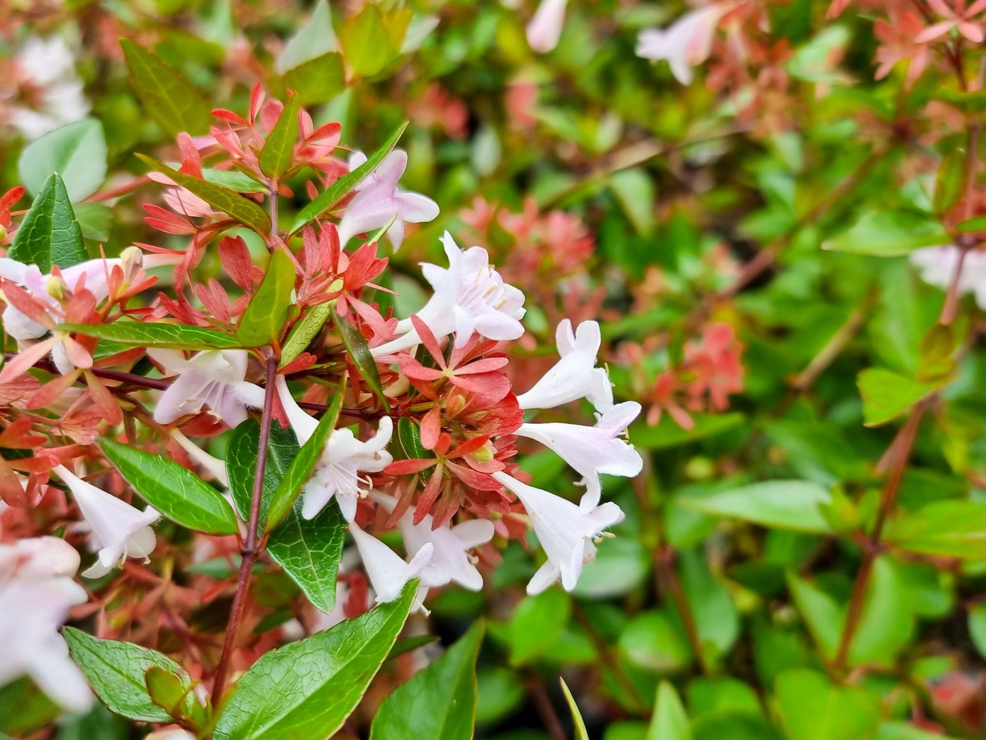 Abelia Grandiflora Abegra Syn Linnaea Grandiflora Glossy Abelia 140m abelia-grandiflora-abegra-syn-linnaea-grandiflora-glossy-abelia-140m