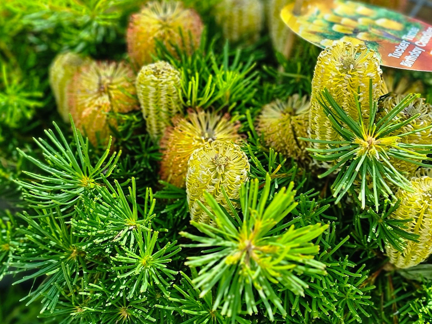Banksia spinulosa Birthday Candles BanspiBC Dwarf Hairpin Banksia 170mm