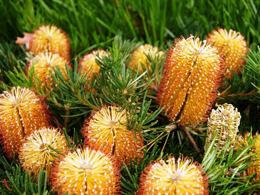 Banksia spinulosa Birthday Candles BanspiBC Dwarf Hairpin Banksia 170mm