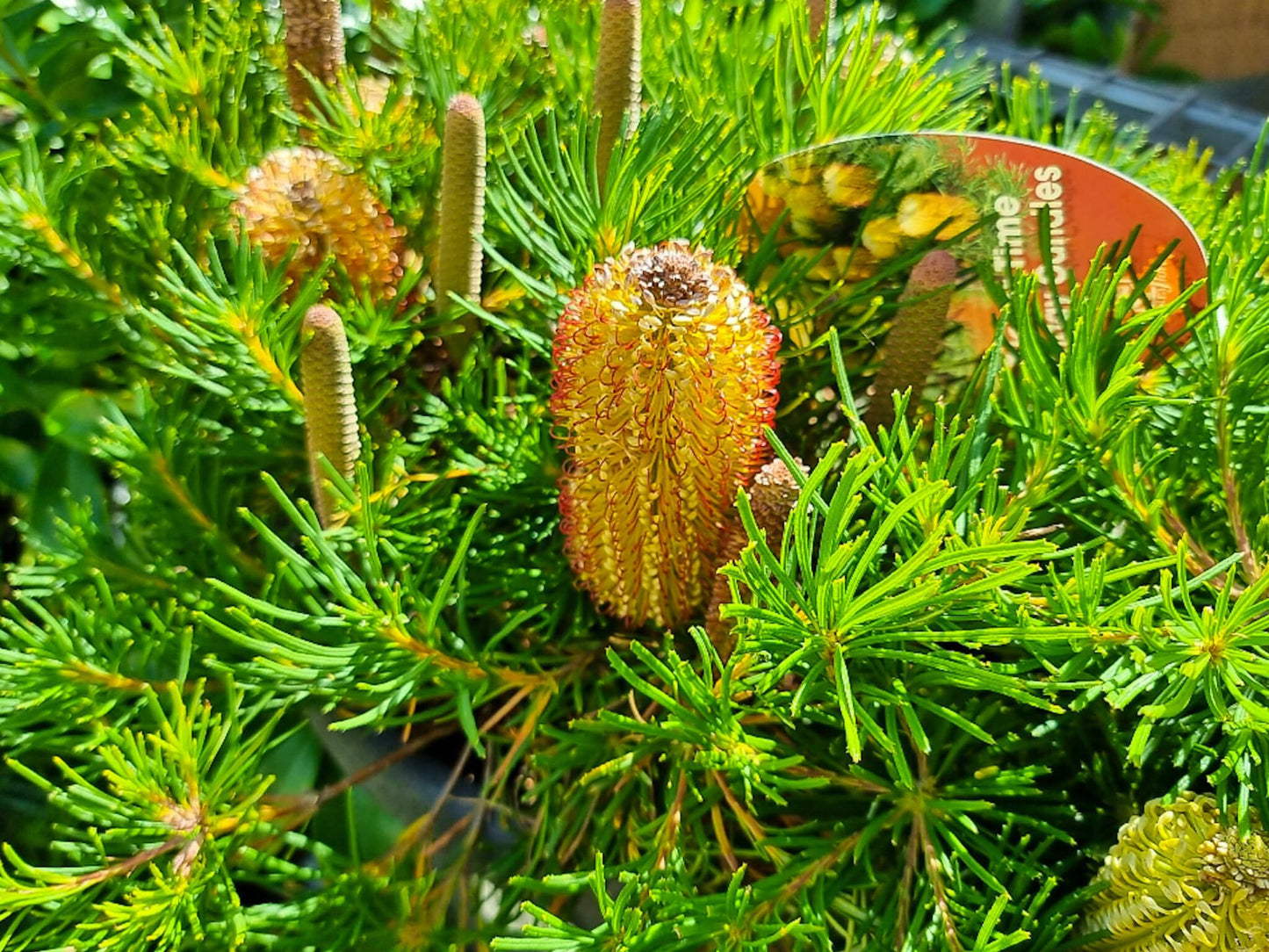Banksia spinulosa Birthday Candles BanspiBC Dwarf Hairpin Banksia 170mm