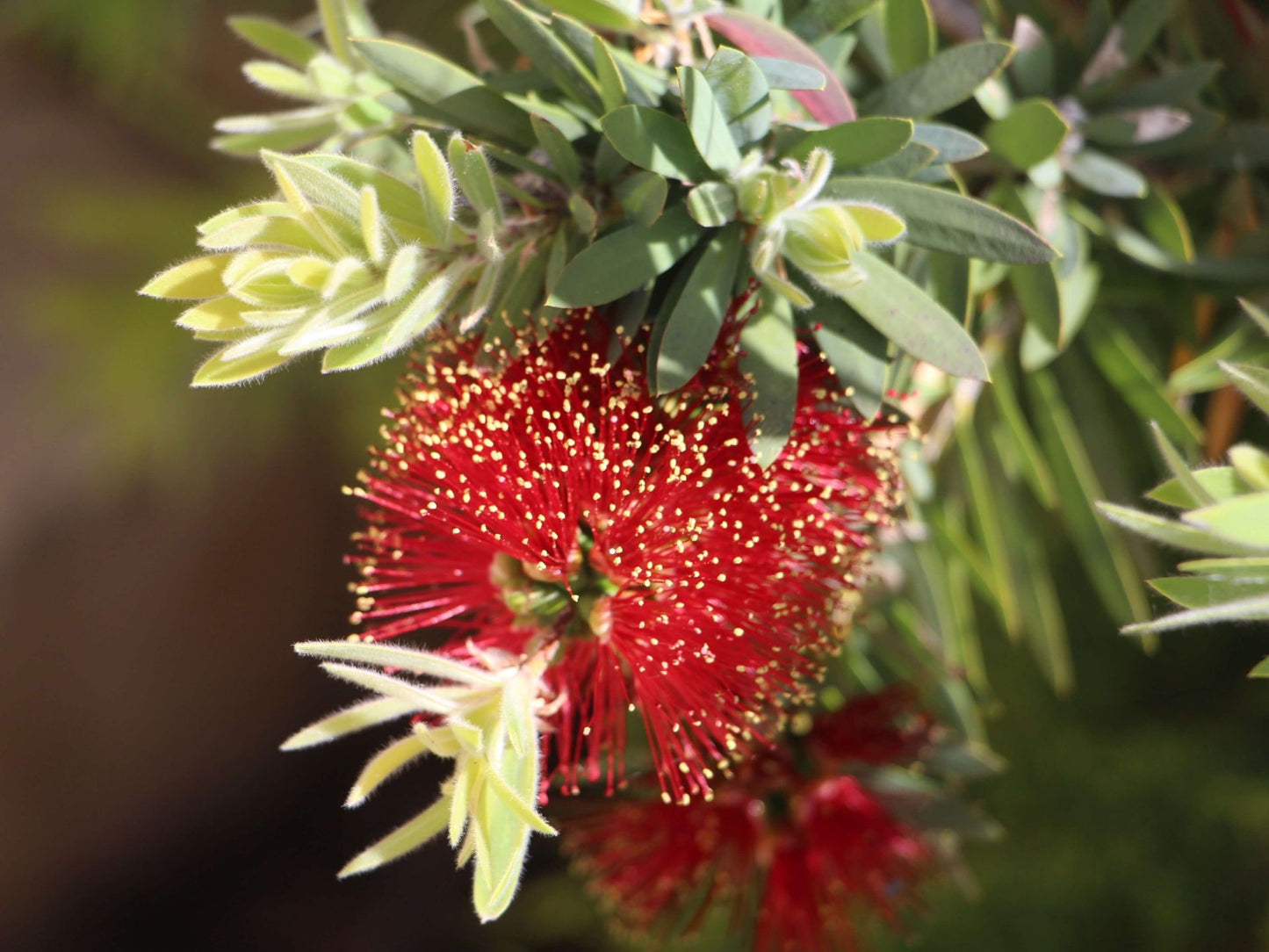 Callistemon viminalis Better John PBR CalvimBJ Weeping Bottlebrush, Creek Bottlebrush, LJ1 140mm