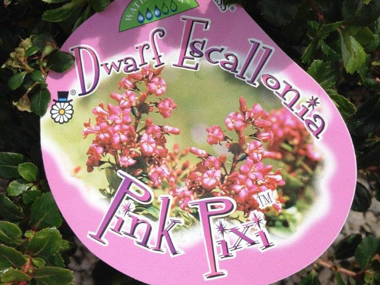 Escallonia hybrida Pink Pixie EschybPP Dwarf Pink Escallonia