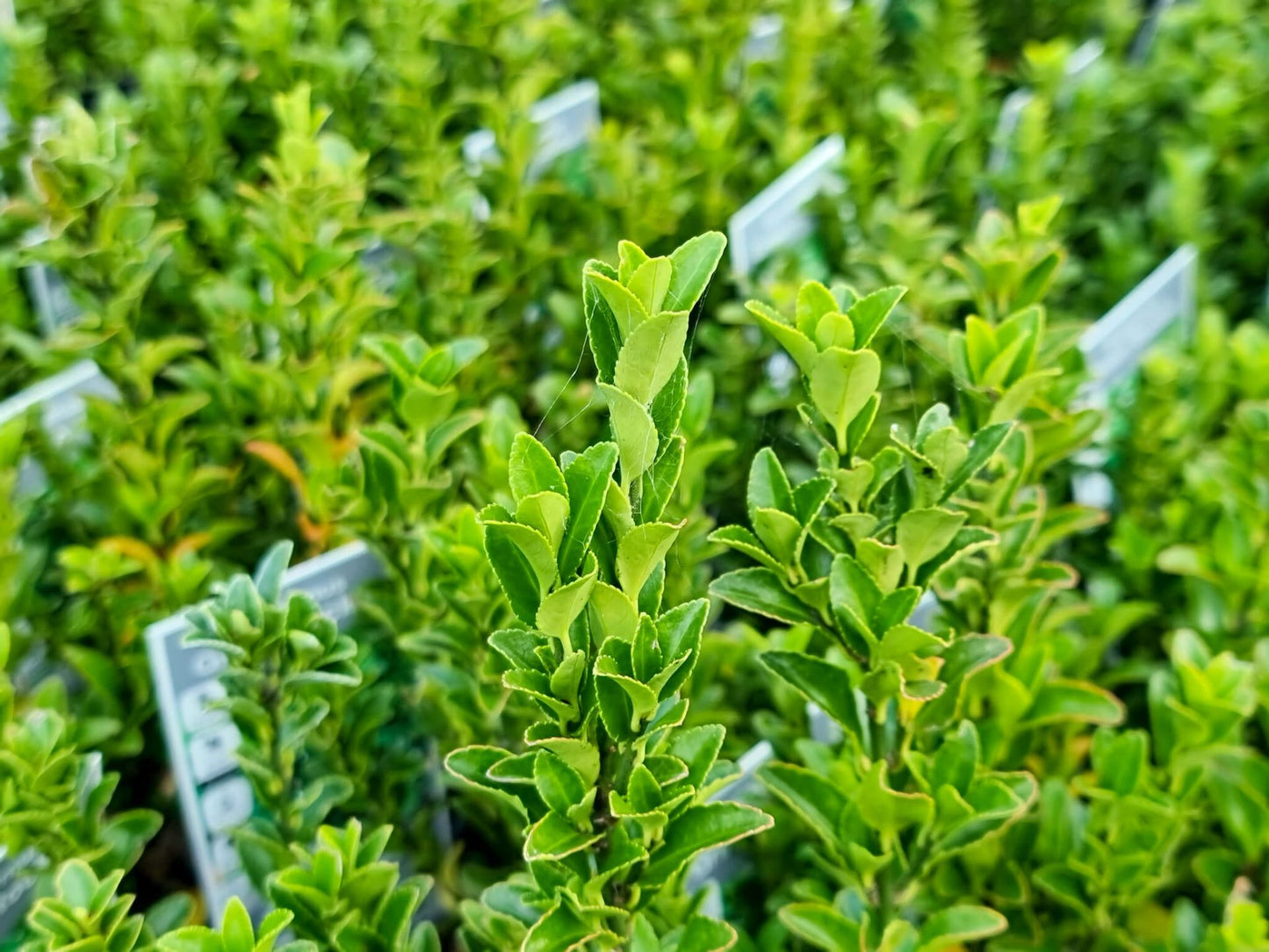 Euonymus japonicus Green Rocket EuojapGR Evergreen Spindle, Japanese Spindle Bush