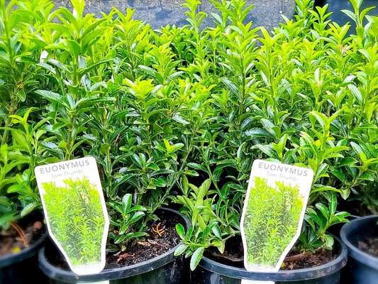 Euonymus japonicus microphyllus Tom Thumb EuojmTT Dwarf Evergreen Spindle, Japanese Spindle Bush 140mm