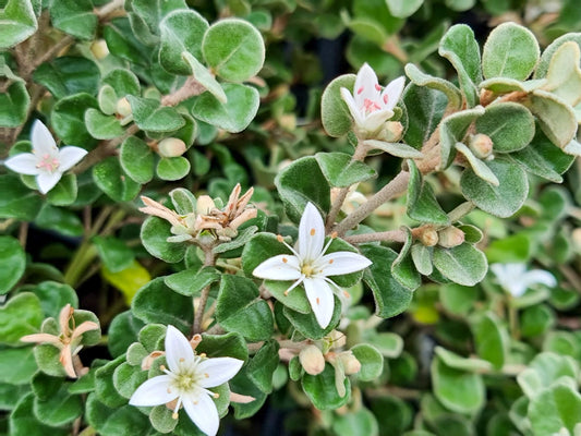Correa alba Prostrata CoralbPr Prostrate White Correa 140mm