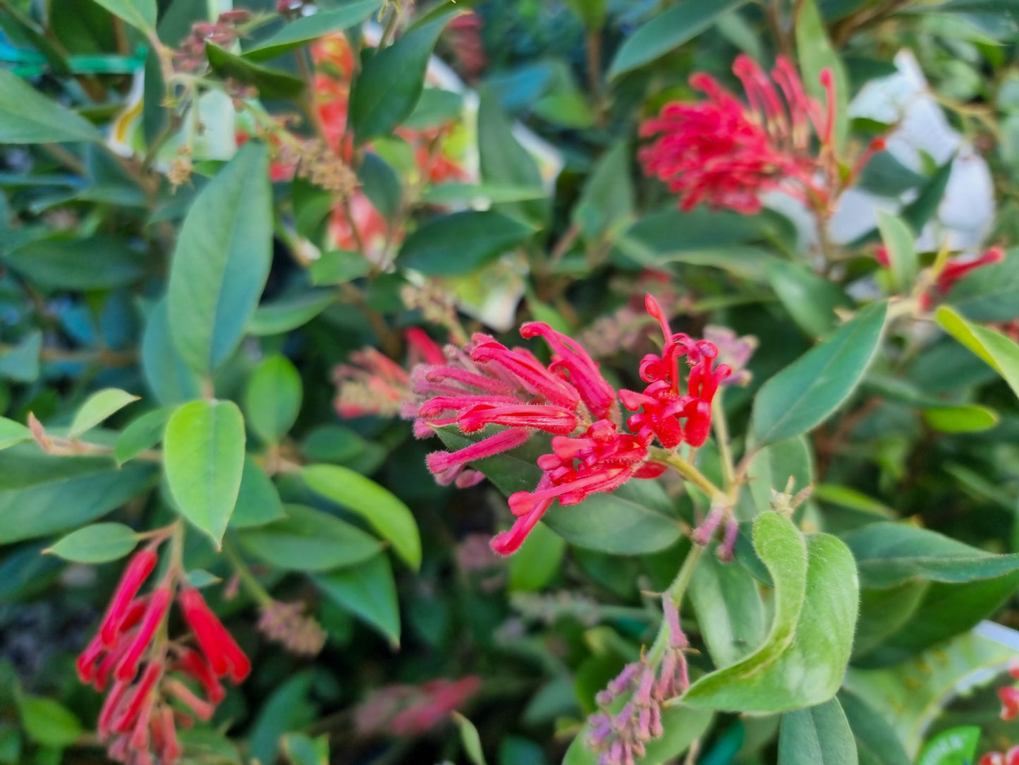Grevillea rhyolitica Deua Flame GrerhyDF Deua Greville 200mm