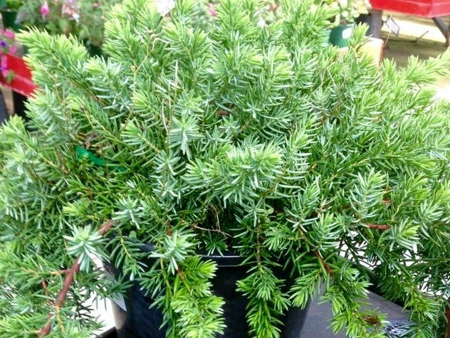 Juniperus taxifolia Lutchuensis JuntaxLut Juniper, Conifer, Groundcover Conifer 140mm