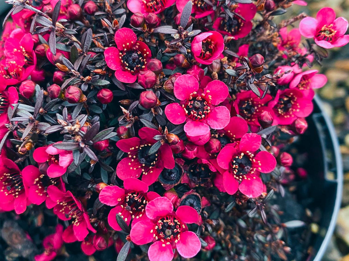 Leptospermum scoparium Nana Rubra LepscoNaRu Manuka, Manuka Myrtle, New Zealand Tea Tree, Tea Tree 140mm