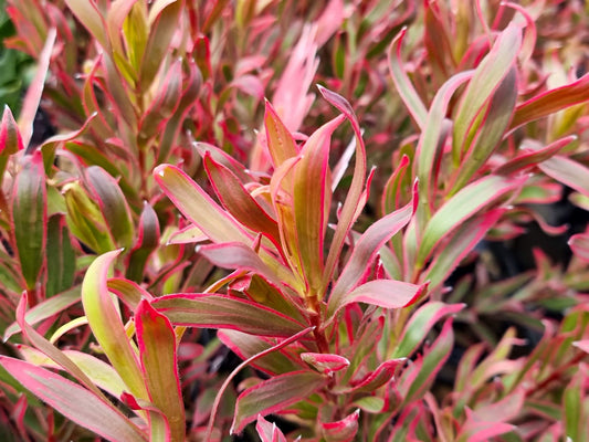 Leucadendron laureolum salignum Jolly Joker LeulsJJ Conebush 140mm
