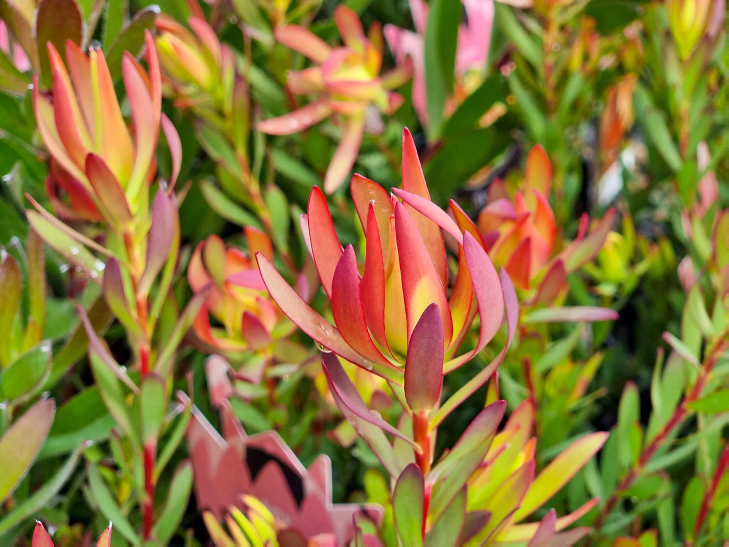 Leucadendron salignum Amy LeusalAmy Conebush 140mm