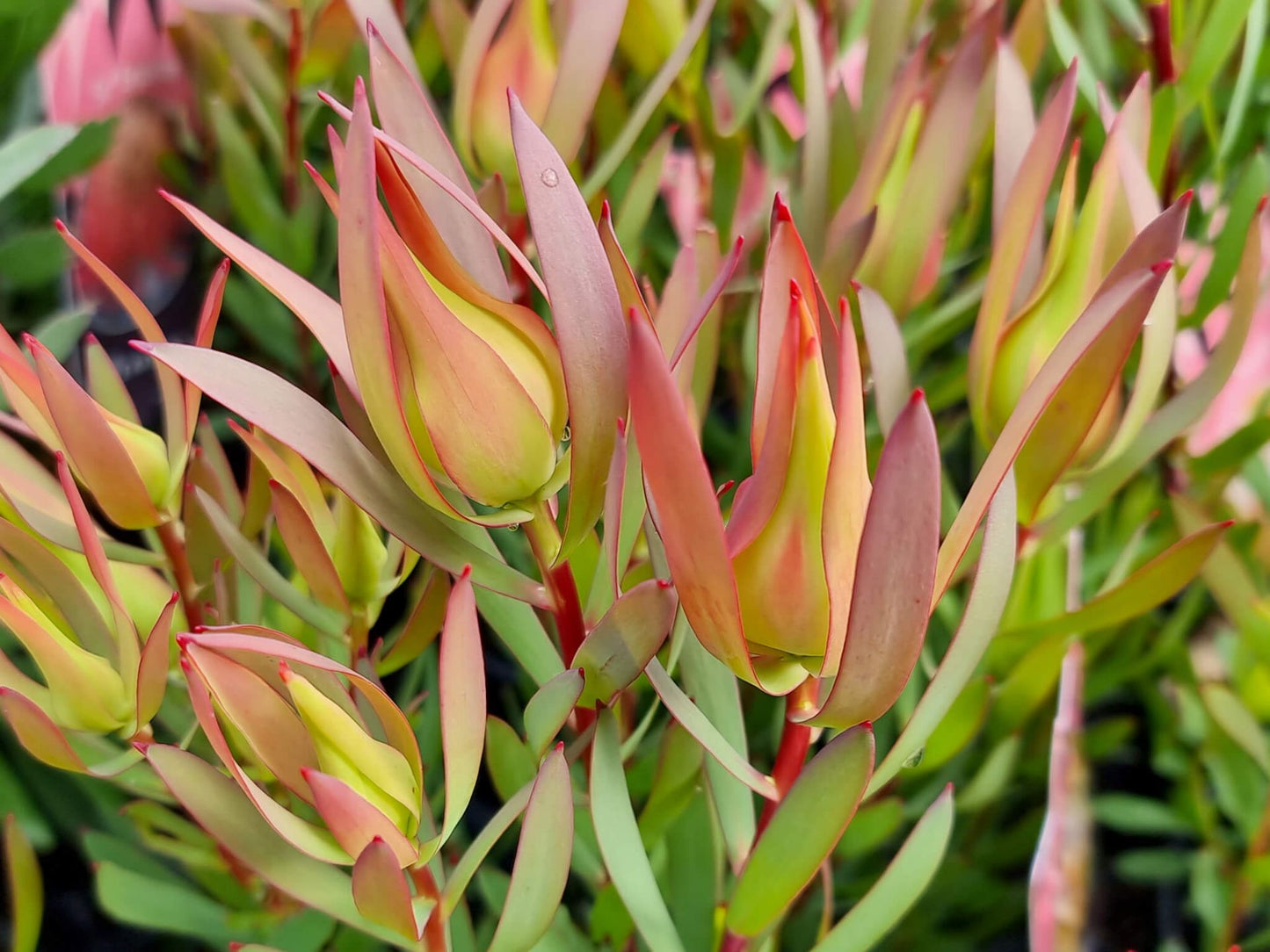 Leucadendron salignum Cream Delight LeusalCD Conebush 140mm
