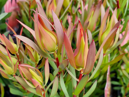 Leucadendron salignum Cream Delight LeusalCD Conebush 140mm