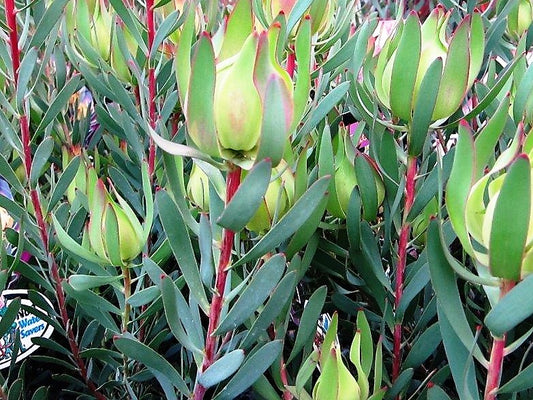 Leucadendron salignum Yellow Countess LeusalYC Conebush 140mm