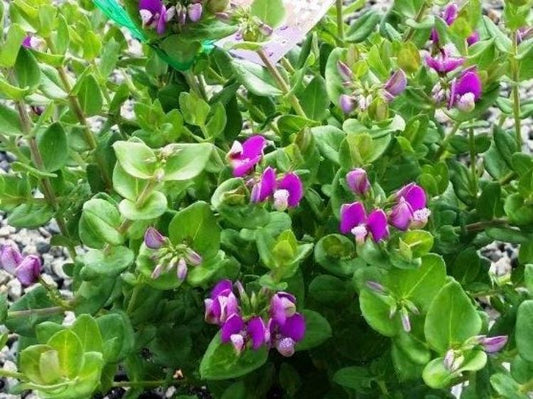 Polygala oppositifolia Little Polly PoloppLP Dwarf Sweet Pea Shrub 140mm