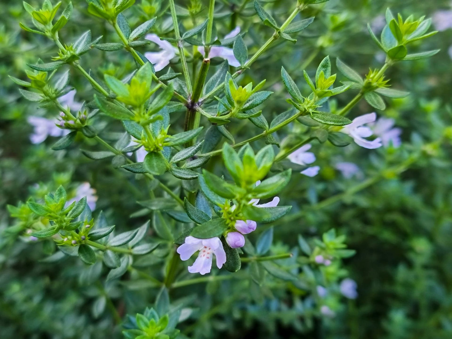Westringia fruticosa Jervis Gem WesfruJG Native Rosemary, Coastal Rosemary, Coast Rosemary 140mm