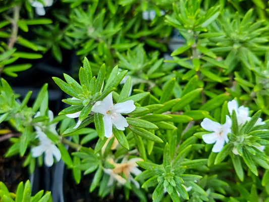 Westringia fruticosa Low Horizon PBR WesfruLH Native Rosemary, Coastal Rosemary, Coast Rosemary, WES06, 140mm