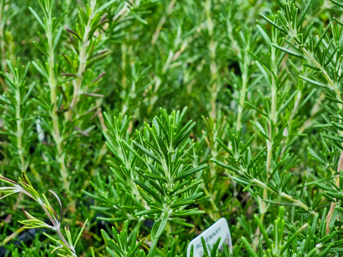Rosmarinus officinalis Blue Lagoon RosoffBL Rosemary