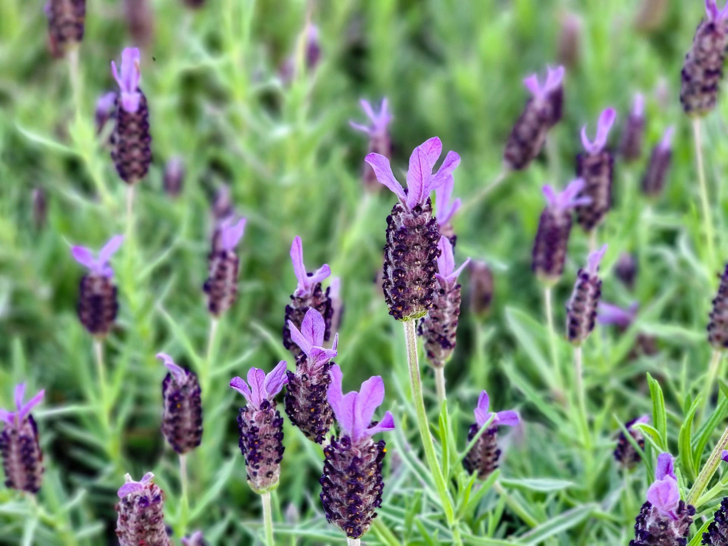 Lavandula stoechas Avonview LavstoAvo Italian Lavender, Spanish Lavender 140mm