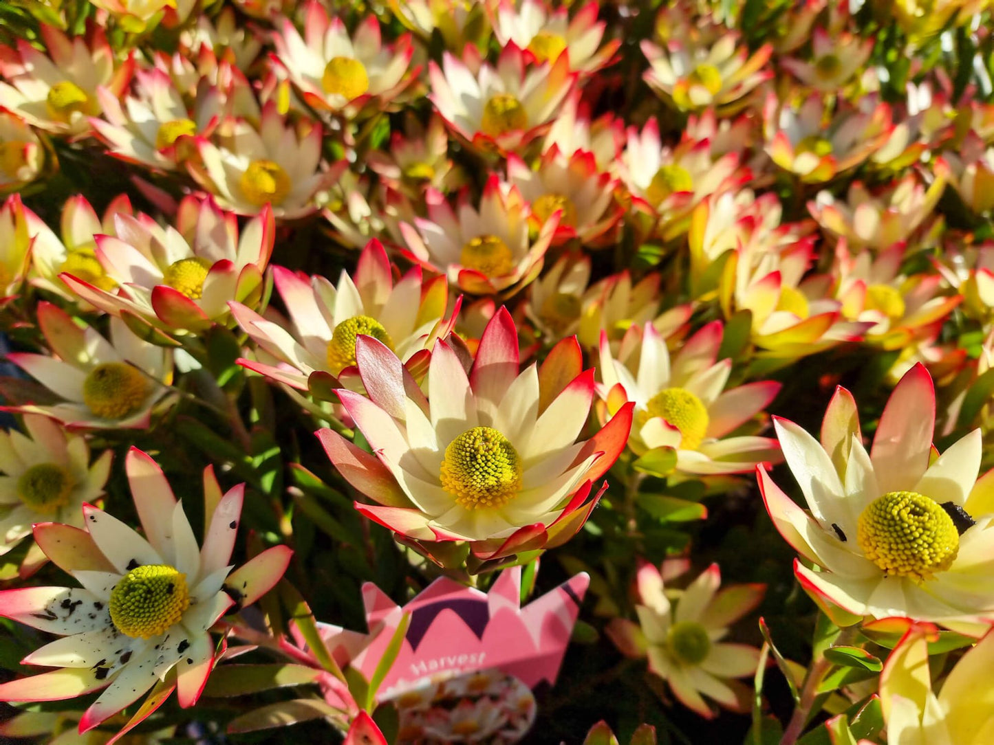 Leucadendron stelligerum Harvest LeusteHar Conebush 140mm