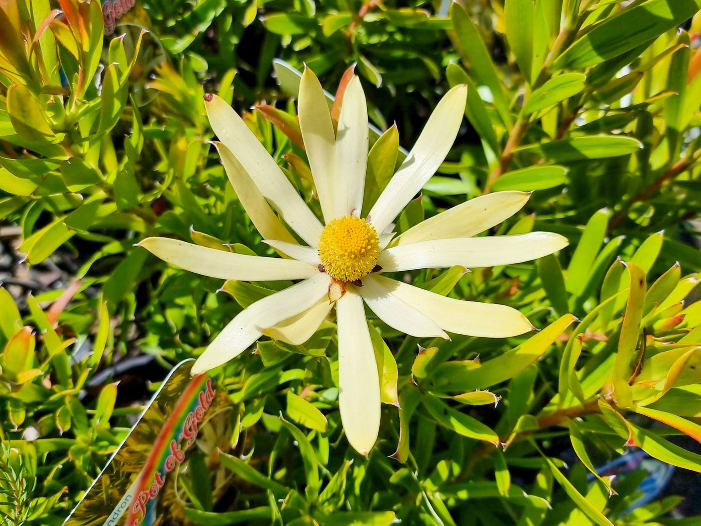 Leucadendron hybrida Pot Of Gold LeuhybPOG Conebush 140mm