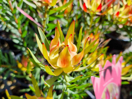 Leucadendron laureolum salignum Harlequin LeulsHar Conebush 140mm