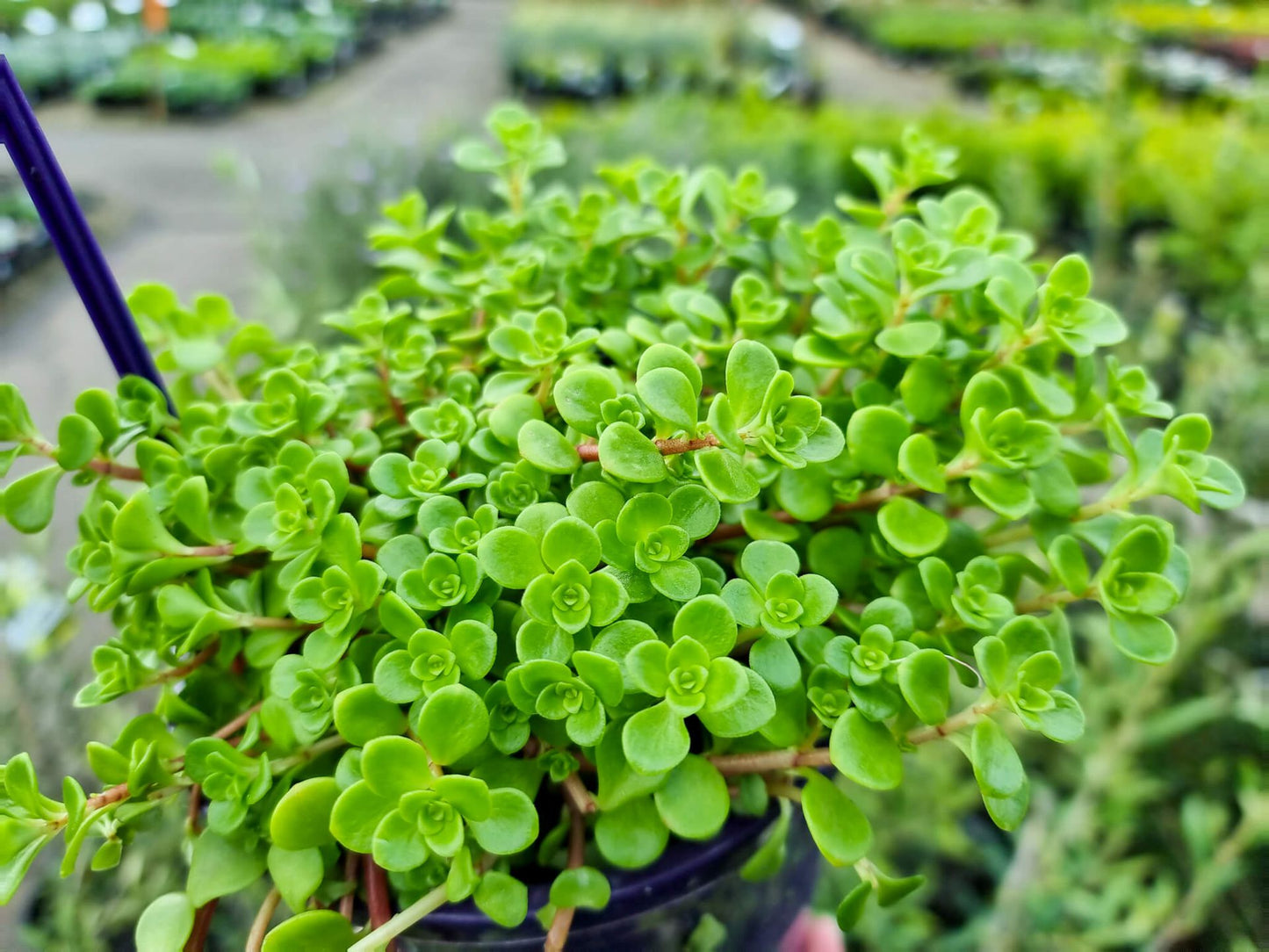 Sedum spurium Green Blob SedspuGB Succulent 140mm