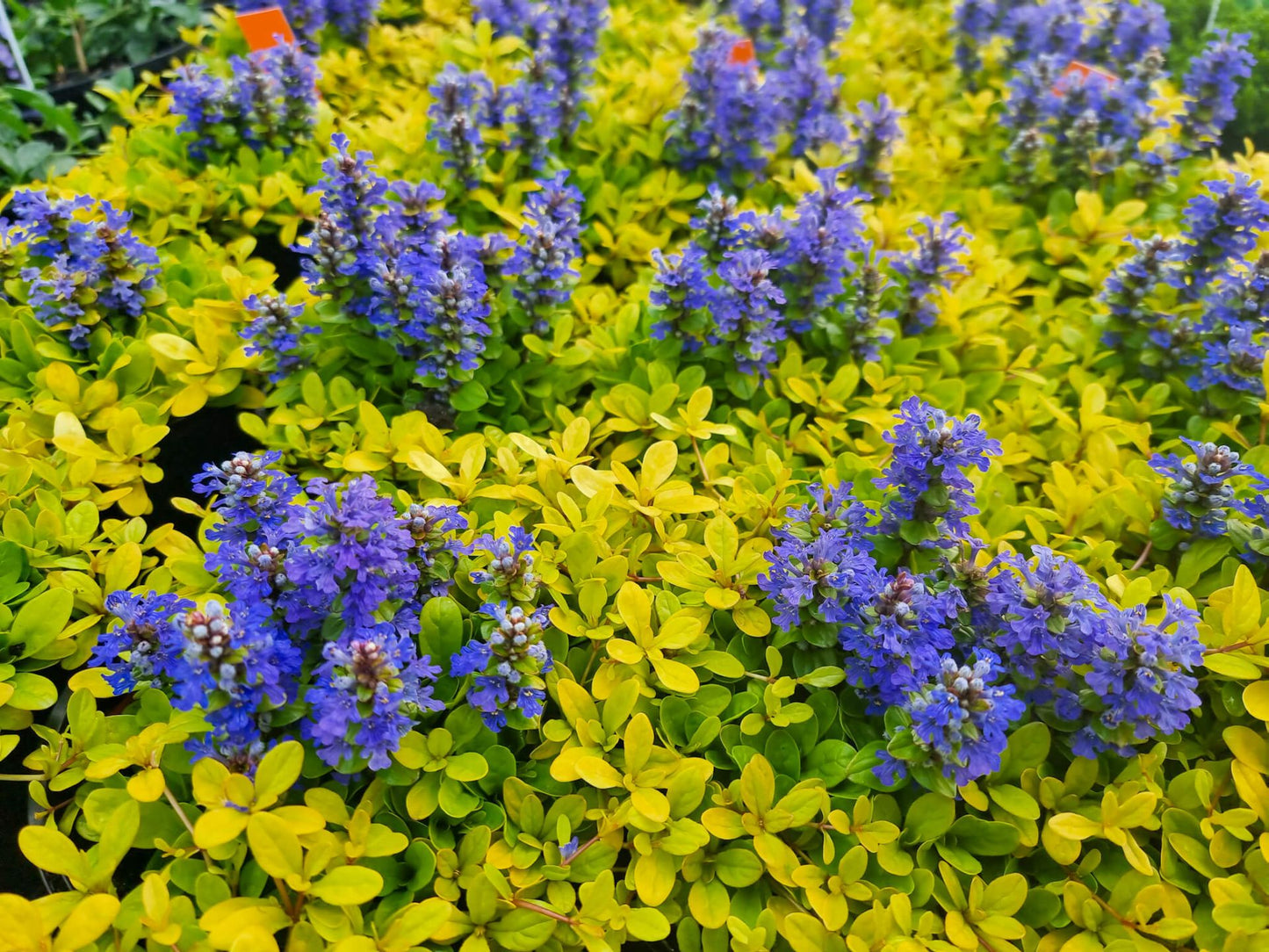 Ajuga reptans Cordial Canary AjurepCCa 140mm