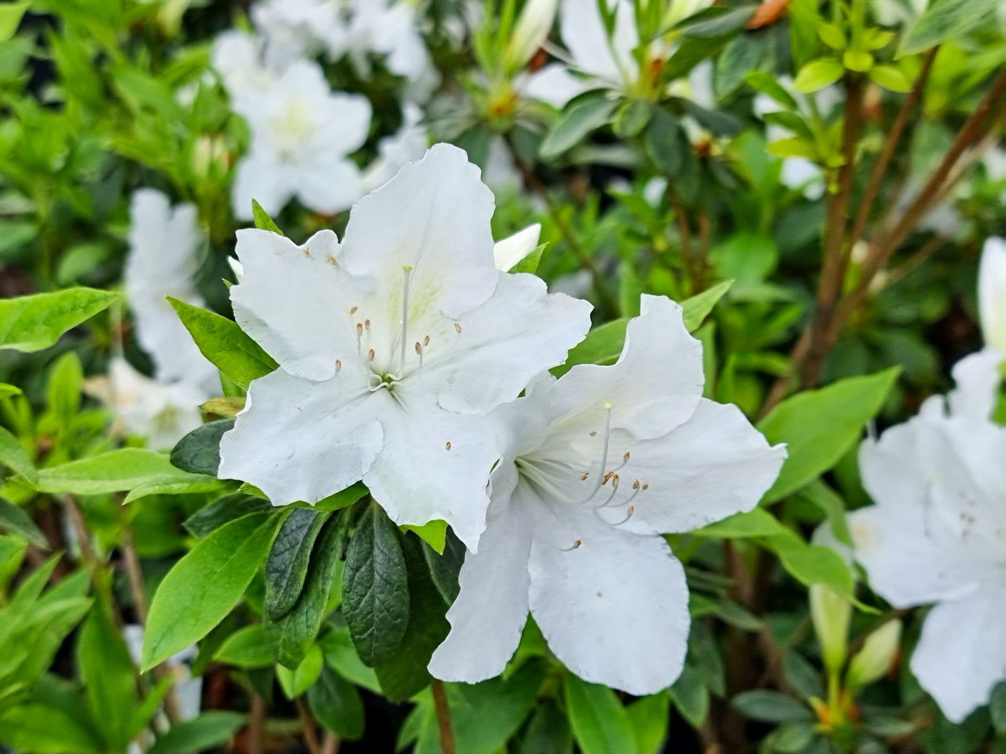 Azalea indica Alba Magnifica AzaindAM 140mm