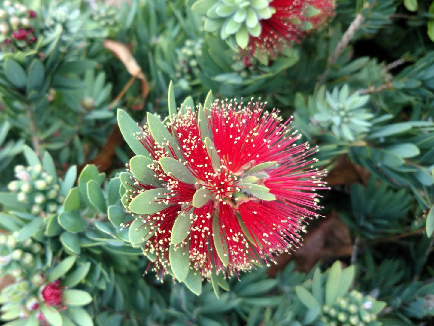 Callistemon viminalis Little John CalvimLJ Weeping Bottlebrush, Creek Bottlebrush