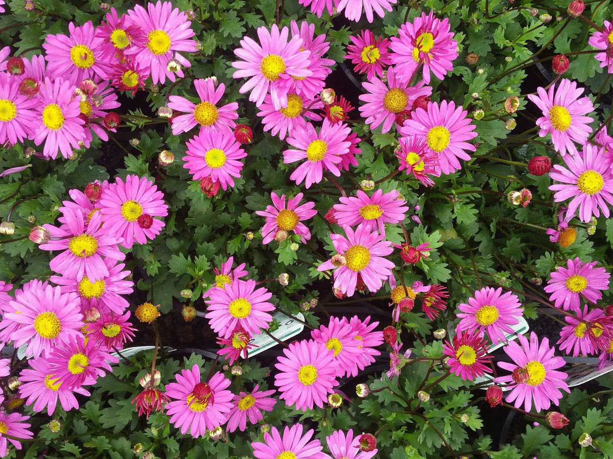 Brachyscome angustifolia Fresco Candy BraangFC syn Brachyscome multifida, Stiff Daisy, Grassland Daisy 140mm