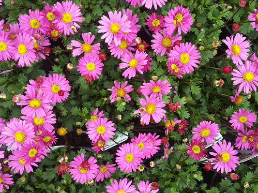 Brachyscome angustifolia Fresco Candy BraangFC syn Brachyscome multifida, Stiff Daisy, Grassland Daisy 140mm