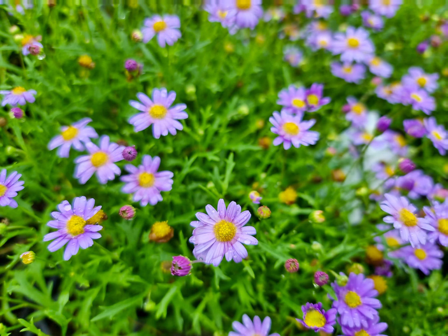 Brachyscome angustifolia Fresco Purple BraangFP Stiff Daisy, Grassland Daisy 140mm