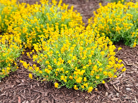 Chrysocephalum apiculatum Chrapi Common Everlasting, Yellow Buttons 140mm
