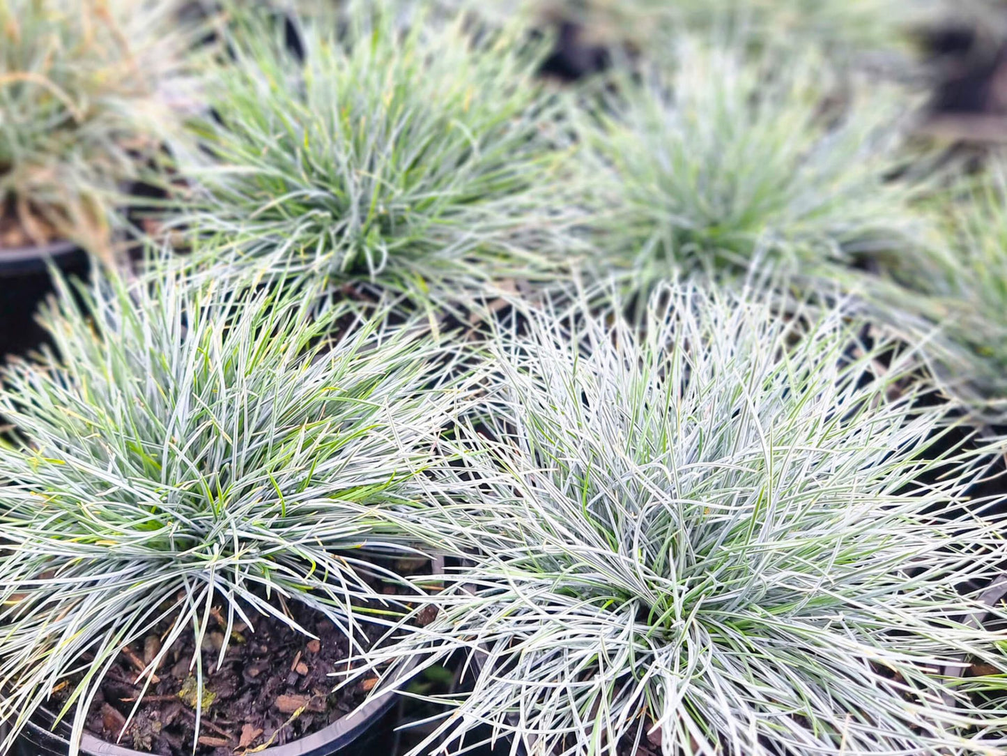 Festuca glauca Elijah Blue FesglaEB Blue Fescue 140mm