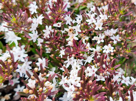 Myoporum parvifolium Purpurea MyoparPu Purple Creeping Boobialla, Creeping Myoporum 140mm