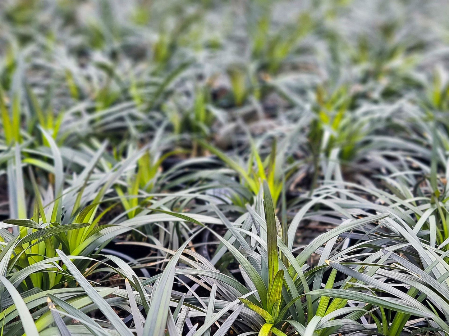 Ophiopogon planiscapus Nigrescens OphplaNig Black Mondo Grass, Black Monkey Grass, Black Lilyturf 100mm