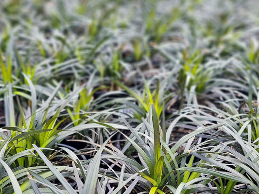 Ophiopogon planiscapus Nigrescens OphplaNig Black Mondo Grass, Black Monkey Grass, Black Lilyturf 100mm
