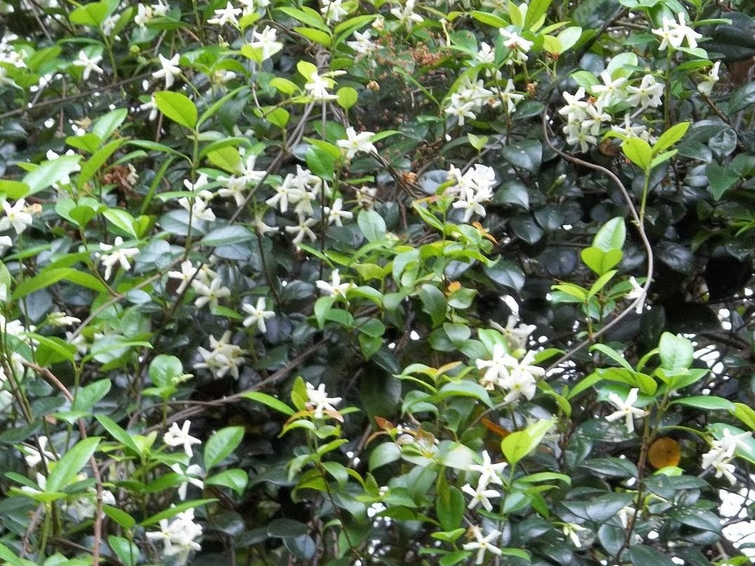 Trachelospermum asiaticum Traasi Japanese Star Jasmine, Asian Jasmine, Asiatic Jasmine 140mm