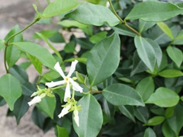 Trachelospermum asiaticum Flat Mat PBR TraasiFM Japanese Star Jasmine, Asian Jasmine, Asiatic Jasmine 140mm