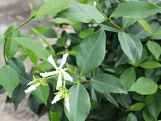 Trachelospermum asiaticum Flat Mat PBR TraasiFM Japanese Star Jasmine, Asian Jasmine, Asiatic Jasmine 140mm